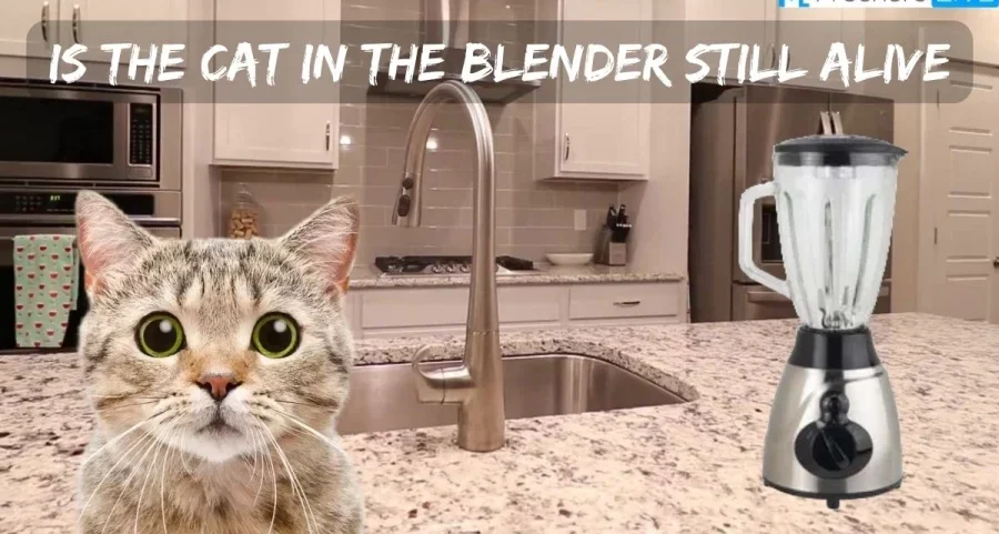 cat in blender